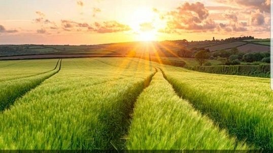 Bio Organic Farm