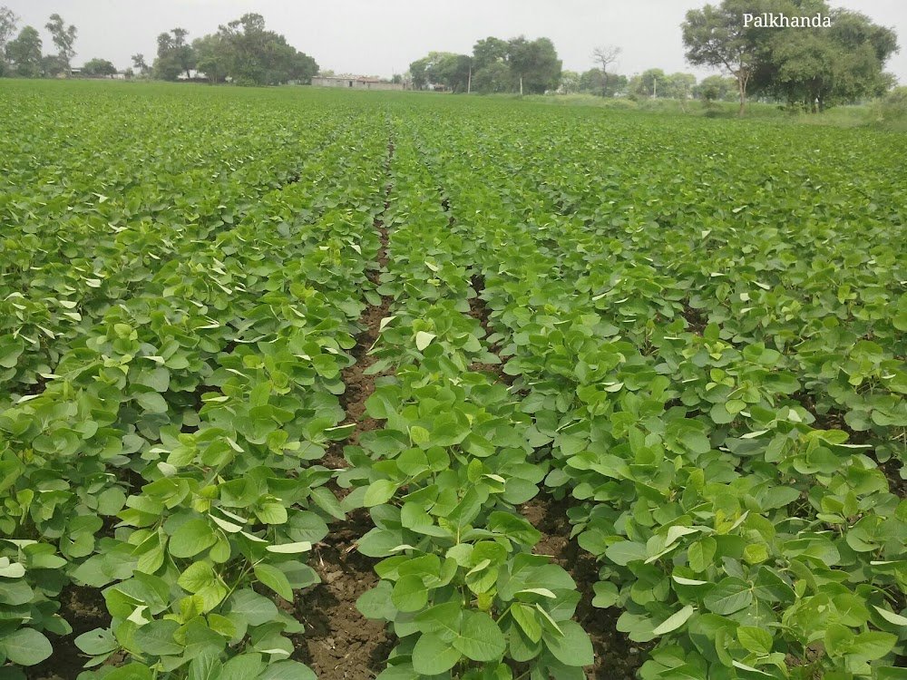 Bio Organic Farm