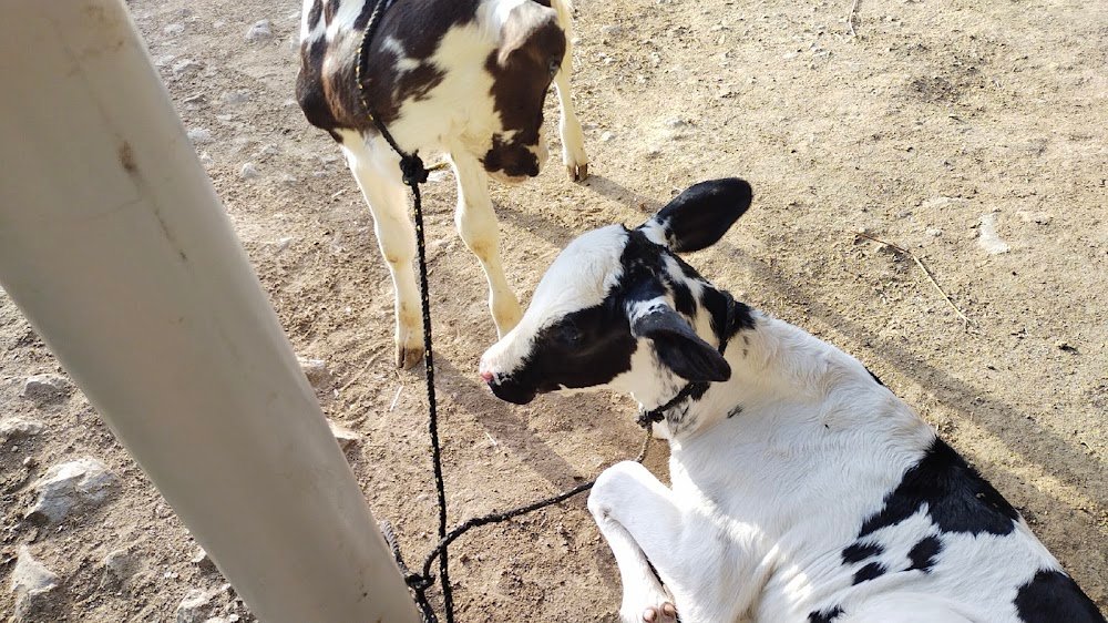 Shree Krishna Dairy Farm