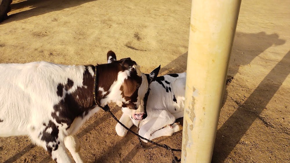 Shree Krishna Dairy Farm