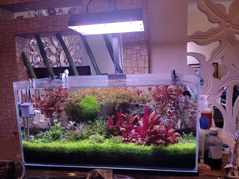 Aqua Freaks