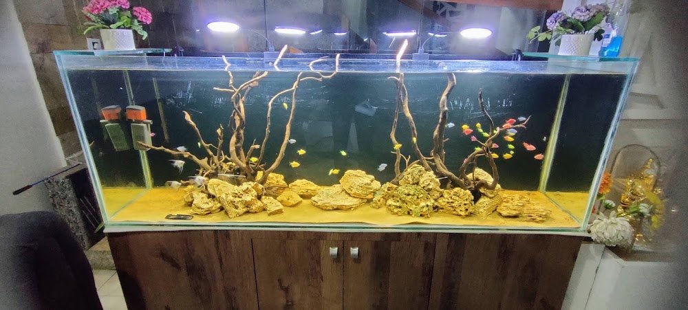 Aqua Freaks