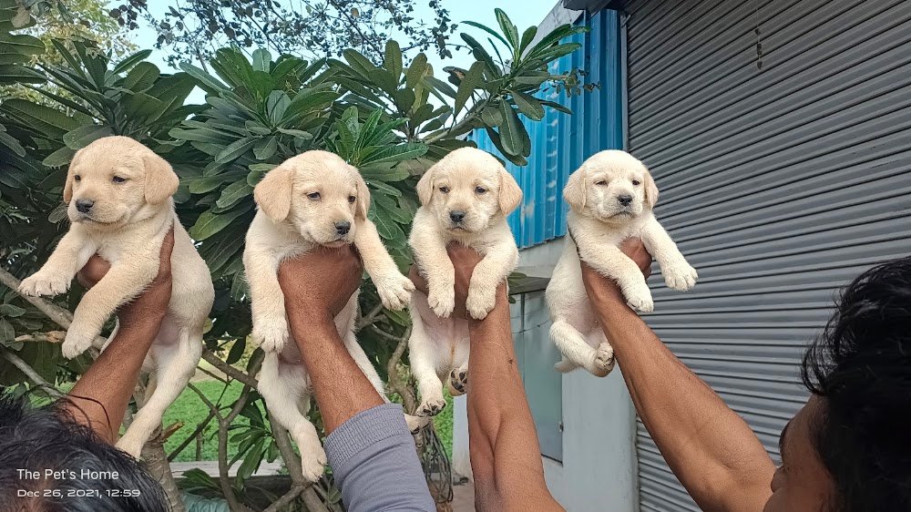 Pet Shop Ujjain