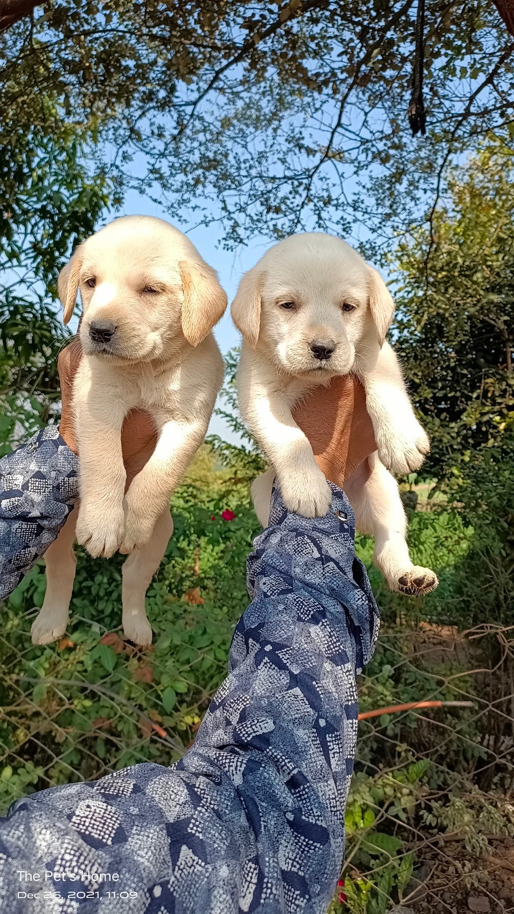 Pet Shop Ujjain