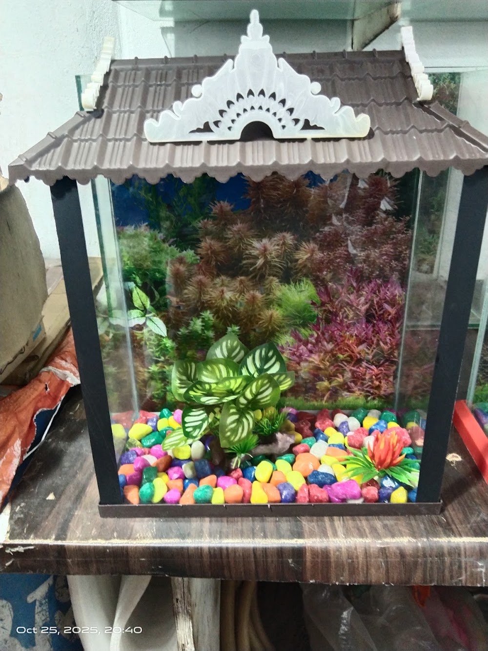 Baba fish aquarium