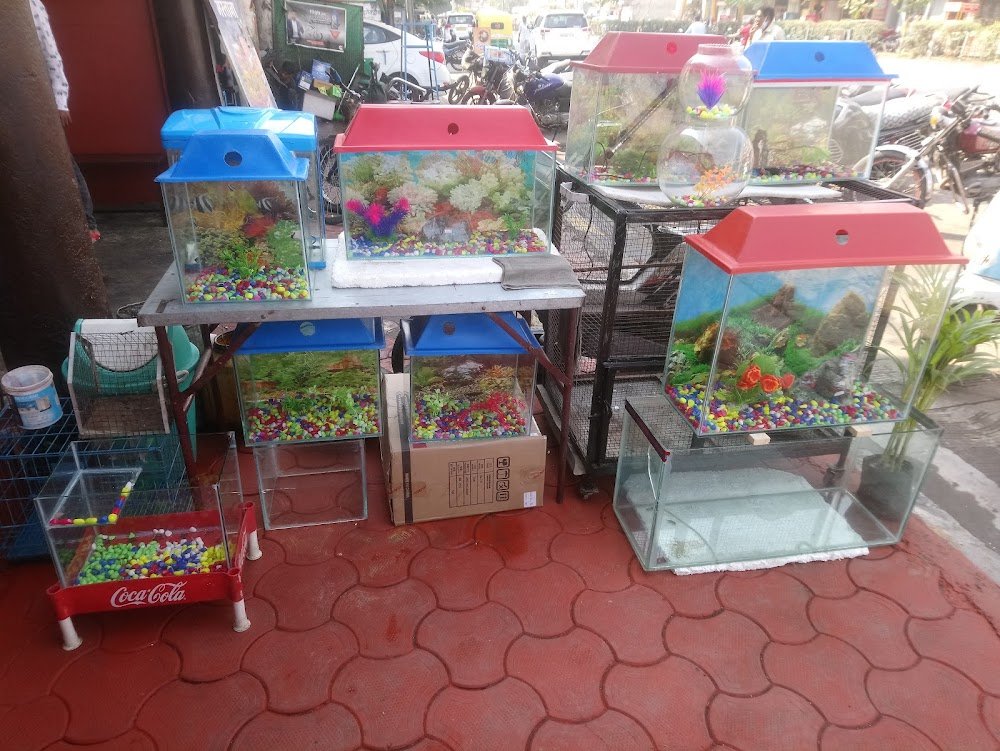 Baba fish aquarium