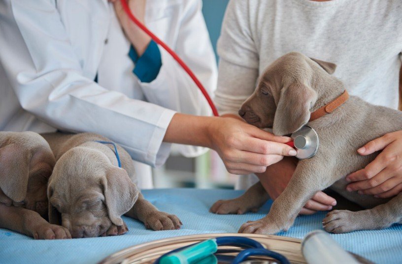 Veterinary Healthcare