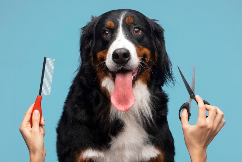 Pet Grooming & Spa