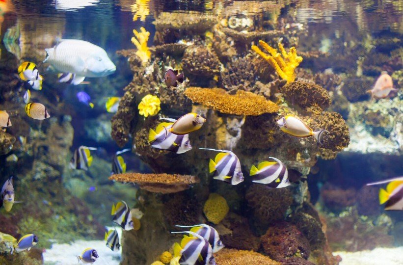 Aquarium & Aquatic Services