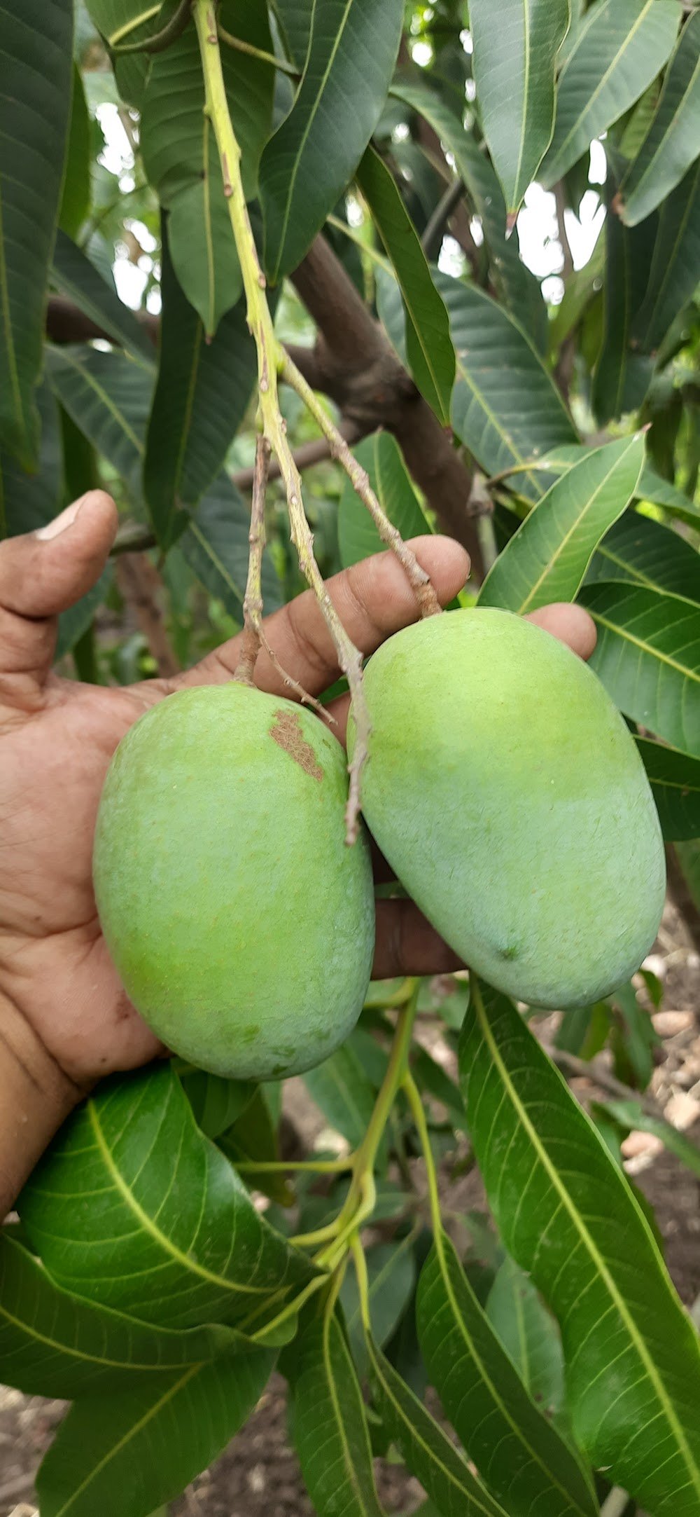 Shivashray Organic Krishi Farm House and Farm Stay