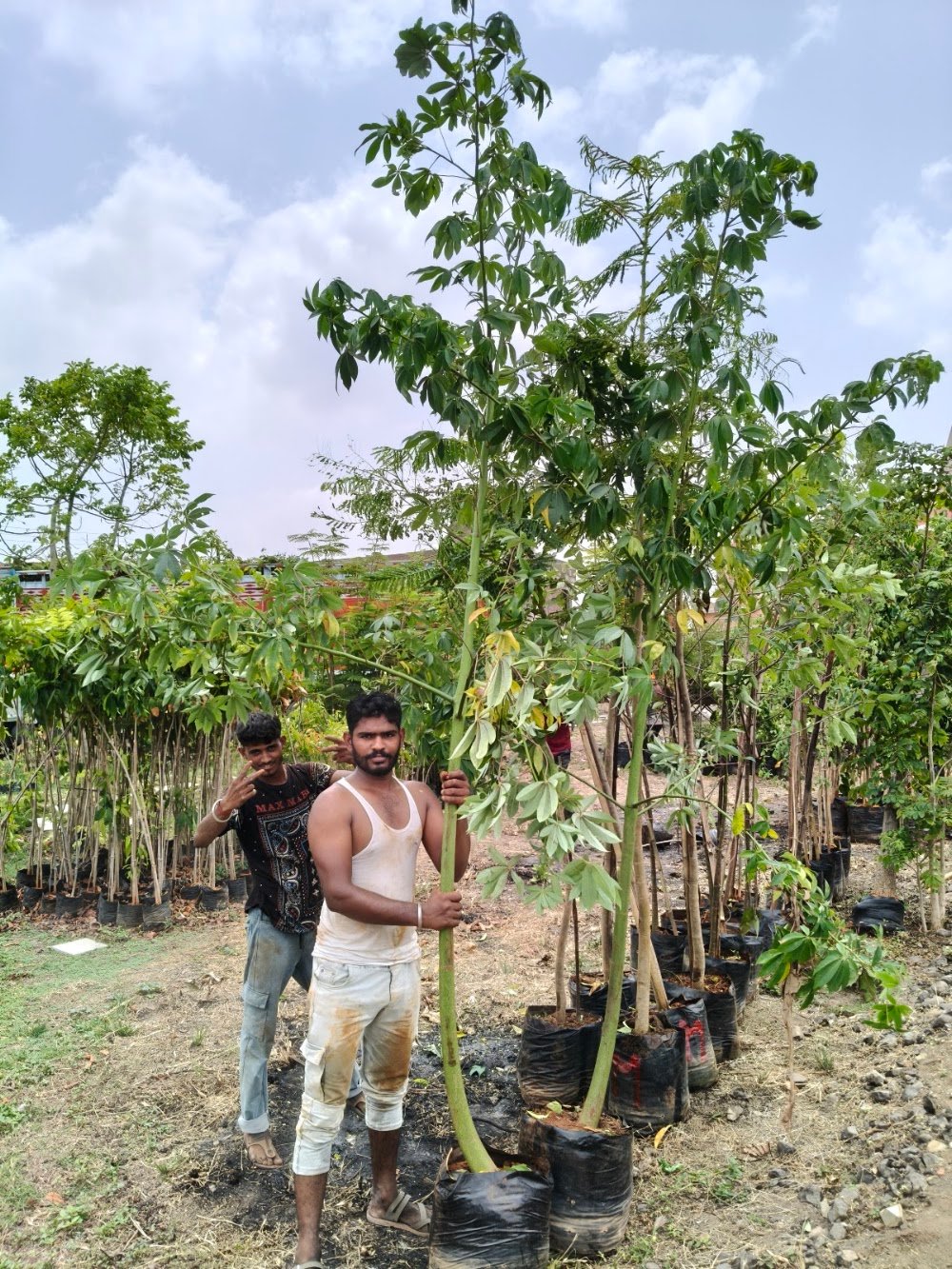 Anubhuti Nursery (Venture of Malwa Greens) Top Plants Nursery and landscaping work in the City