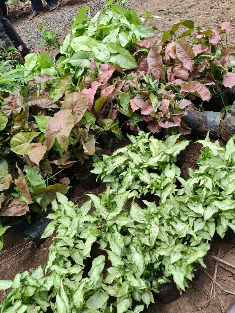 Anubhuti Nursery (Venture of Malwa Greens) Top Plants Nursery and landscaping work in the City