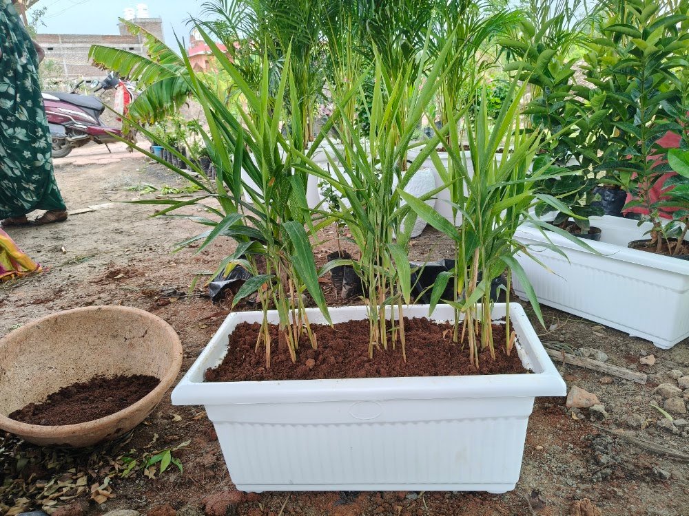 Anubhuti Nursery (Venture of Malwa Greens) Top Plants Nursery and landscaping work in the City