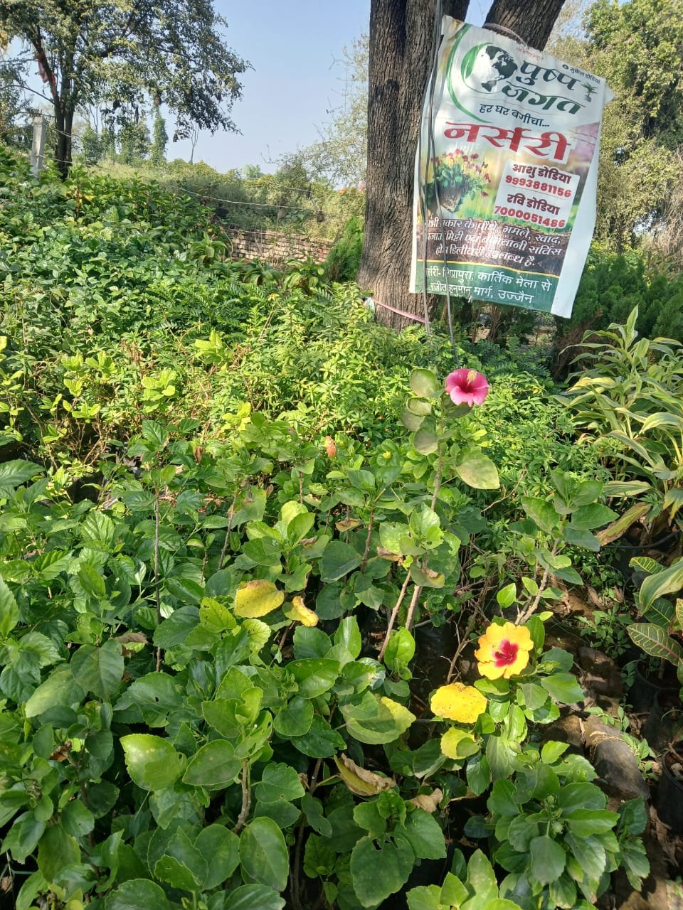 PushpJagat Nursery