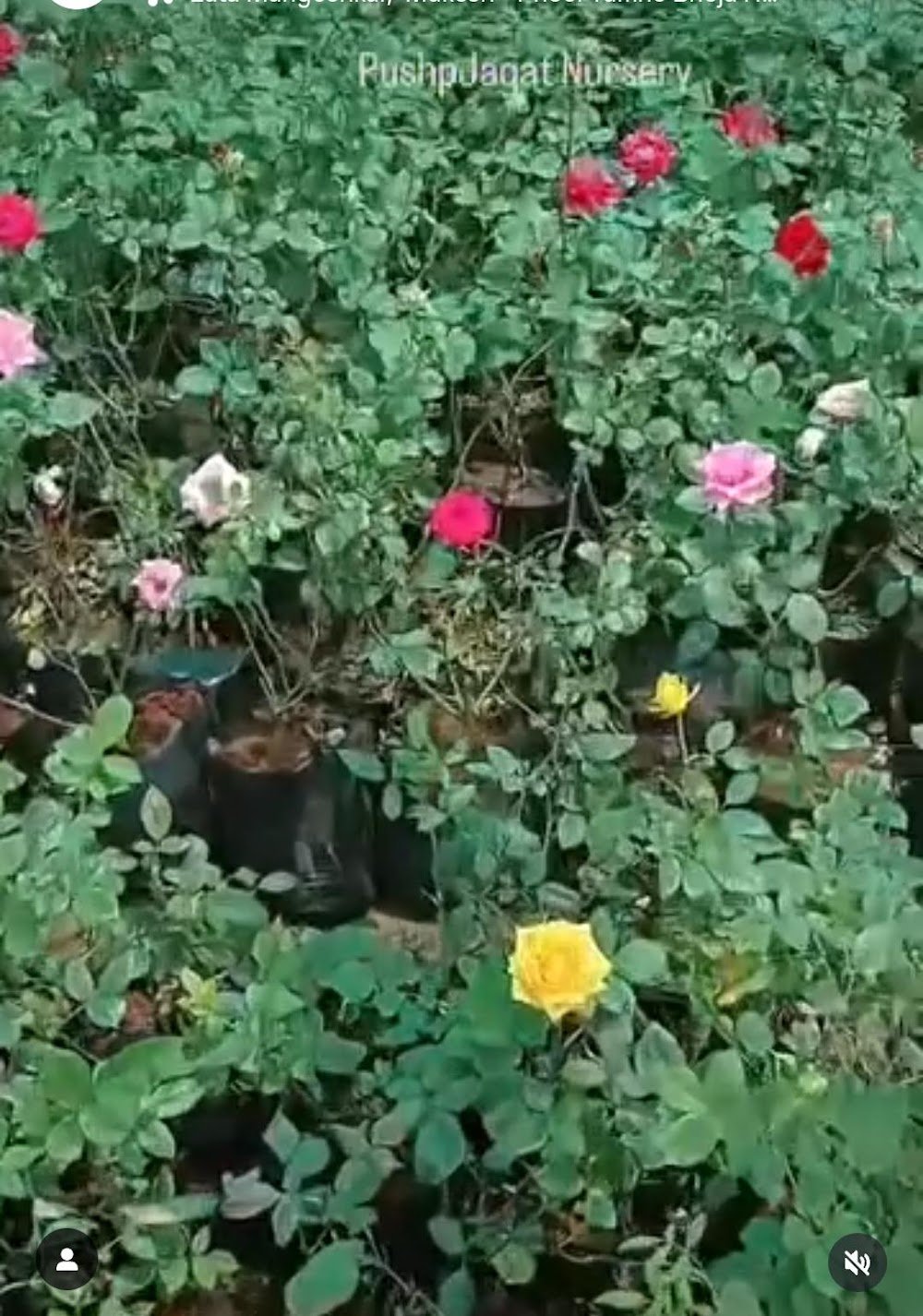 PushpJagat Nursery