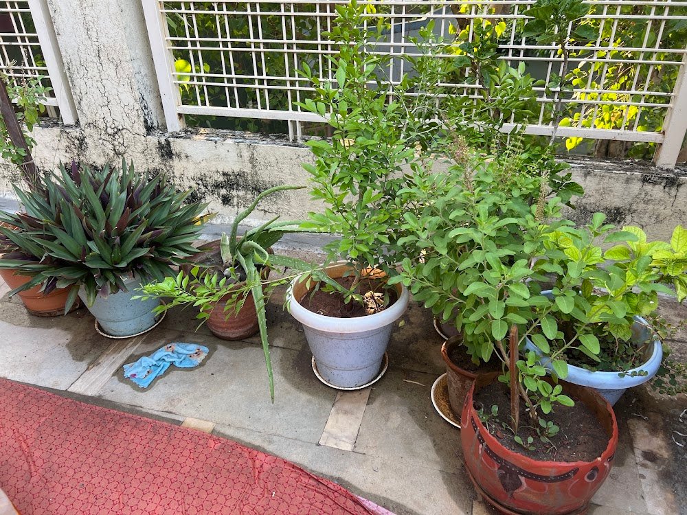 PushpJagat Nursery