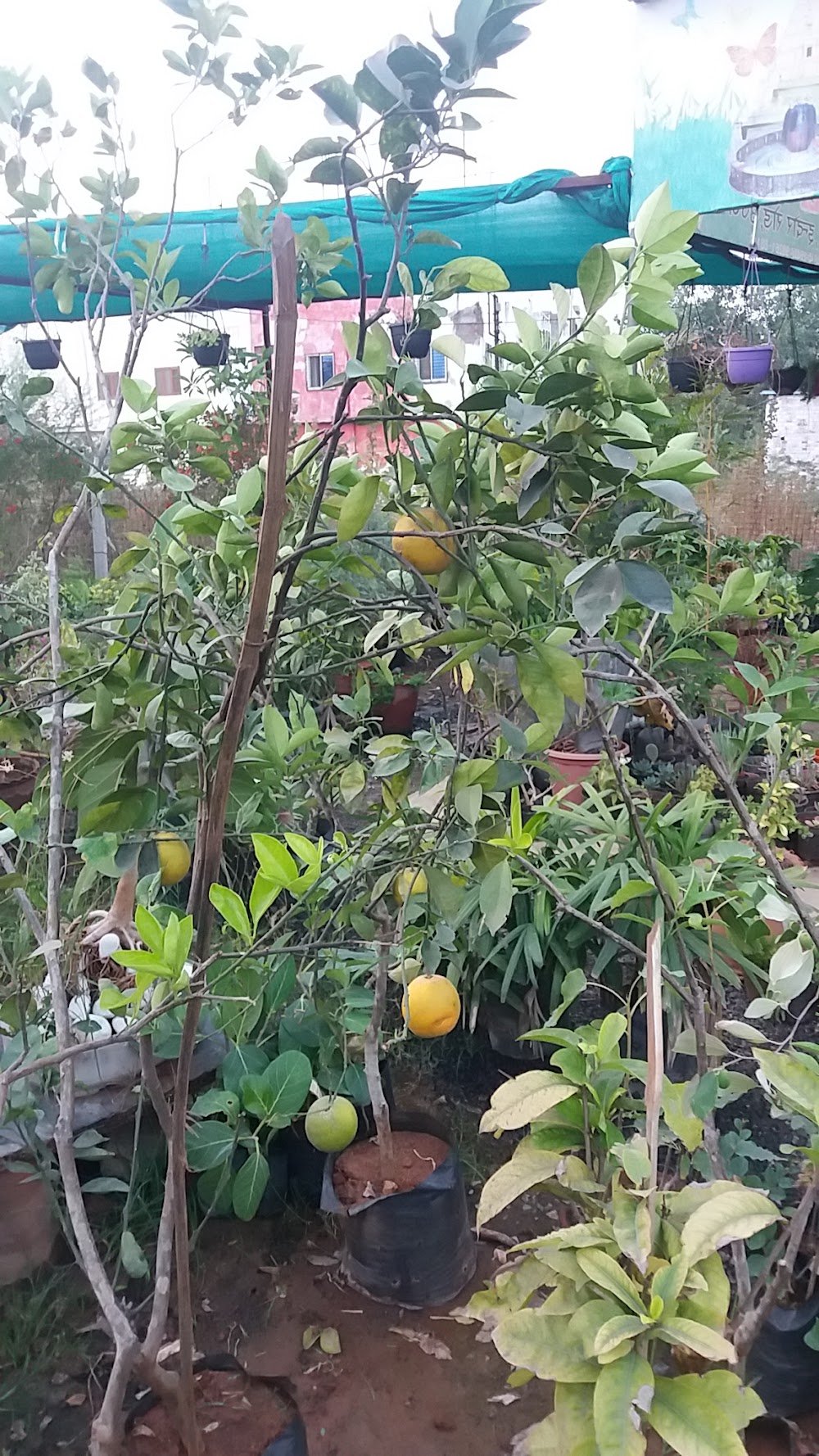 Ever Green Nursery