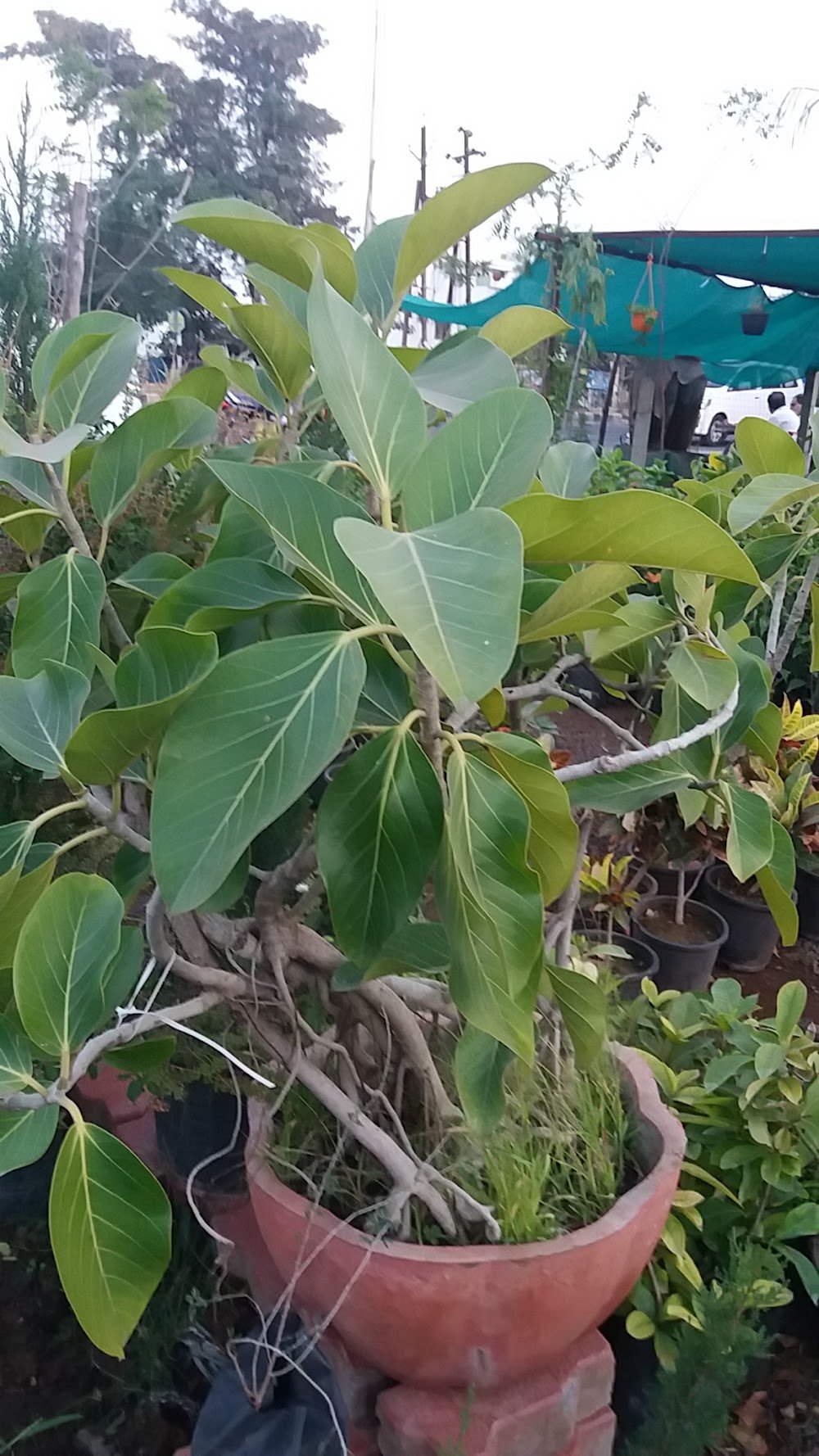 Ever Green Nursery