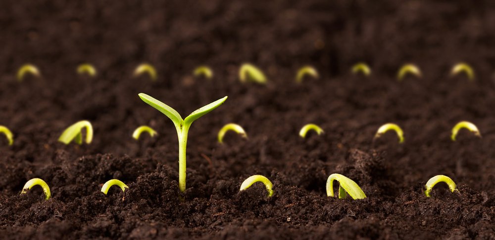 Dollar Seeds and Agritech