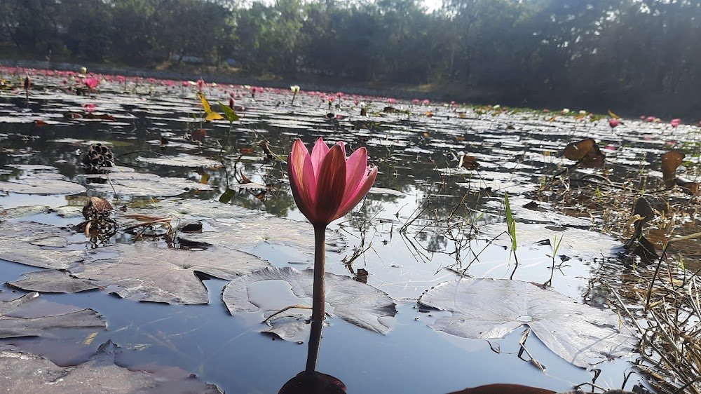 Lotus lake