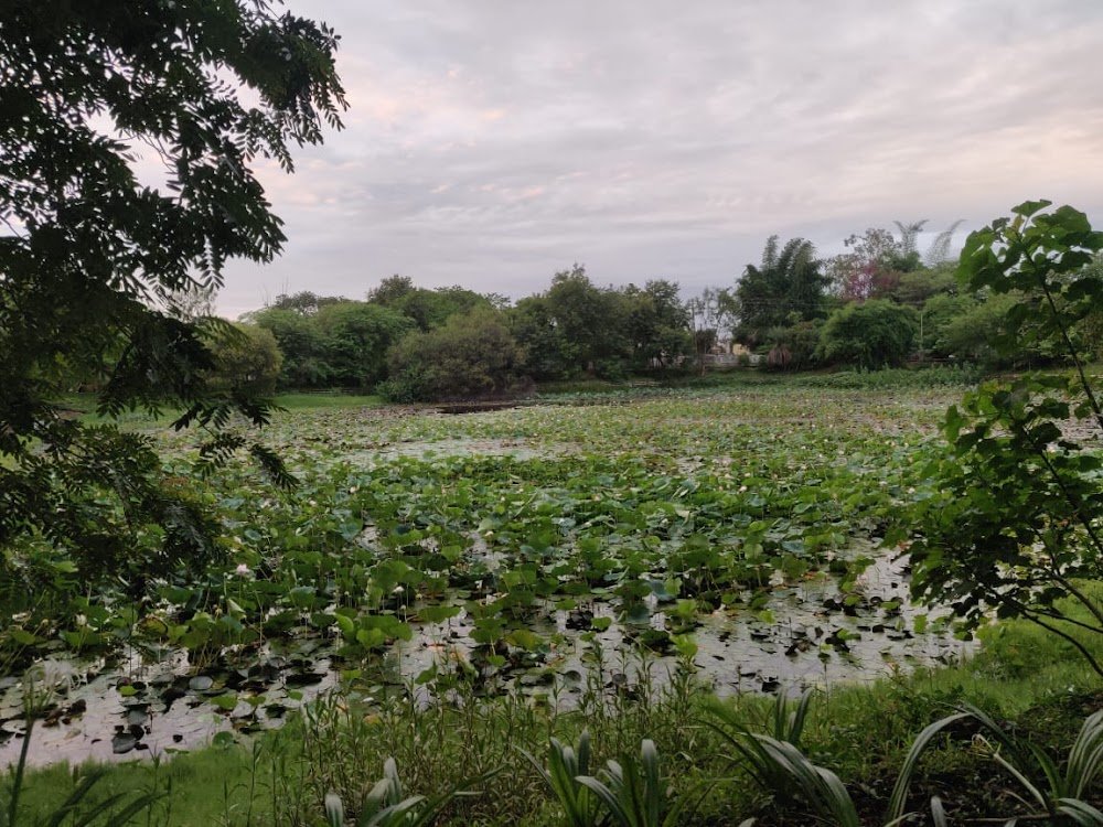 Lotus lake