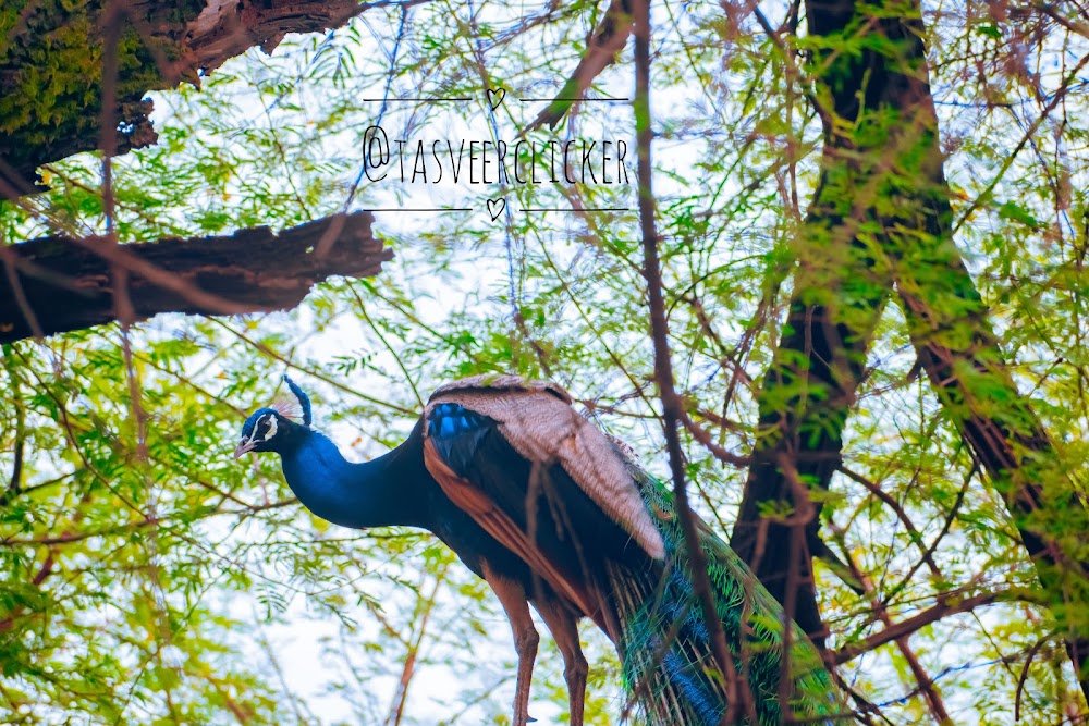 Mayur park