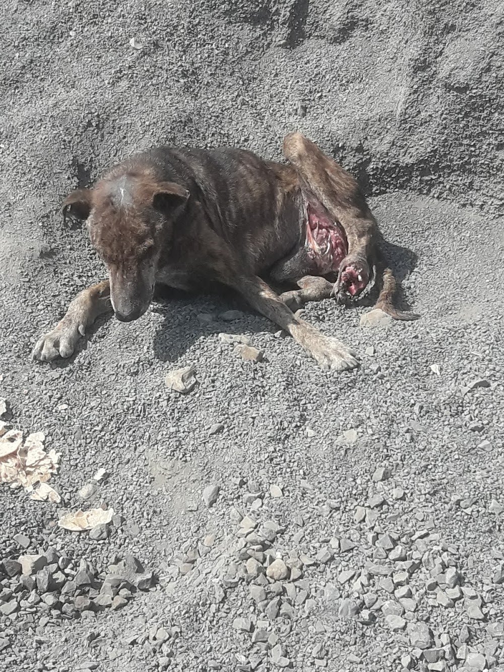 Animal Welfare & Rehabilitation Society