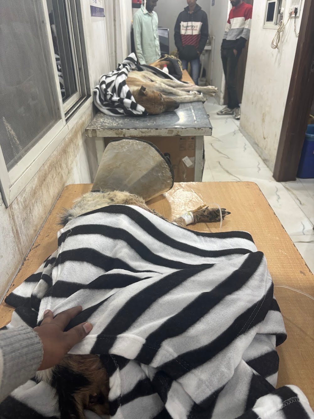 Animal Welfare & Rehabilitation Society