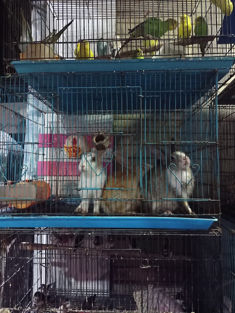 Happy Paws Pet Mall