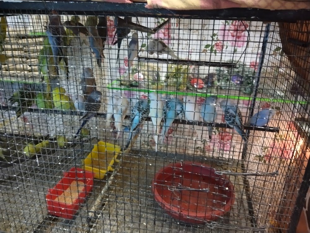 Fish Aquarium house