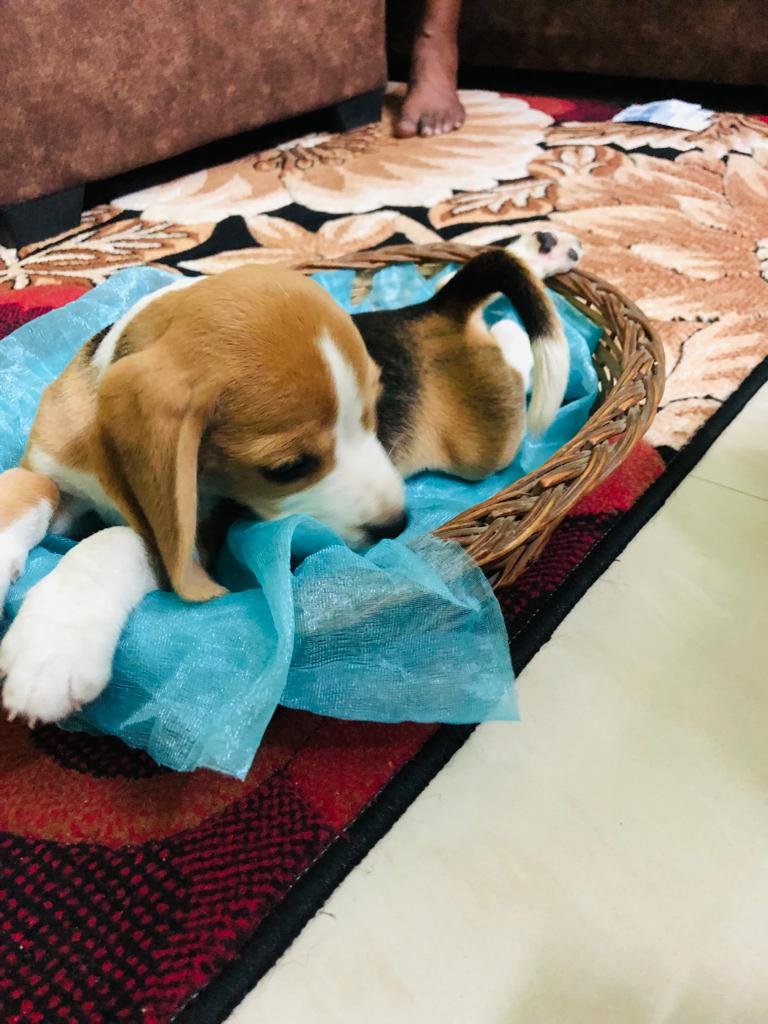 Pet Shop Ujjain